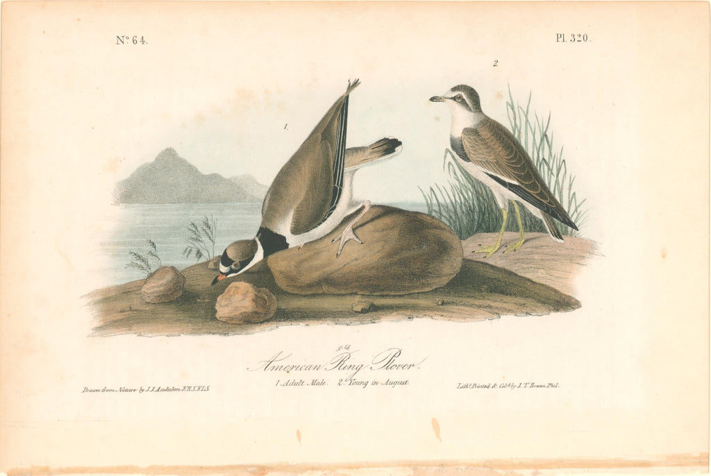 American Ring Rover- By John James Audubon