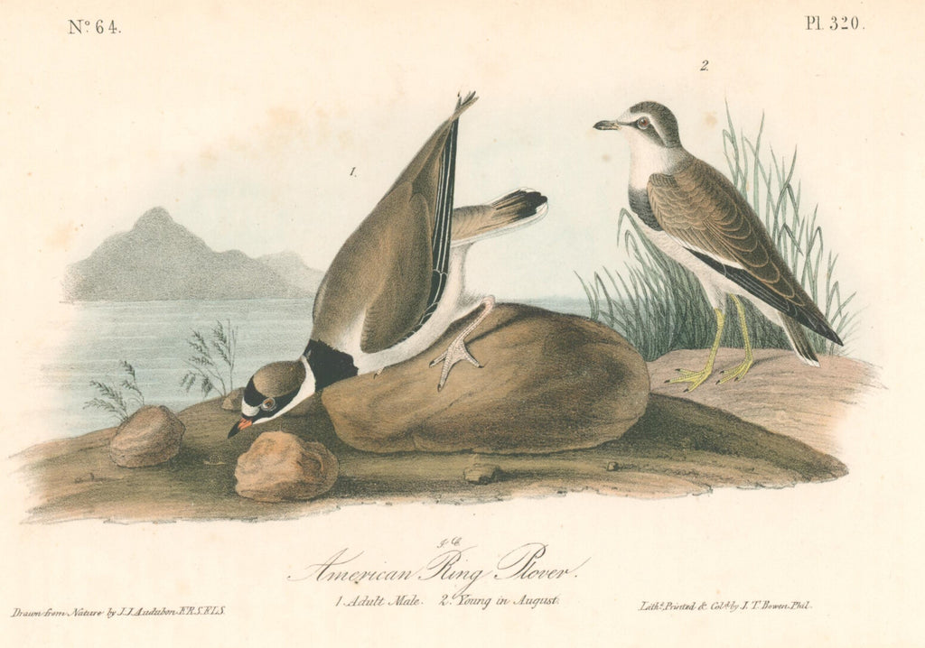 American Ring Rover- By John James Audubon