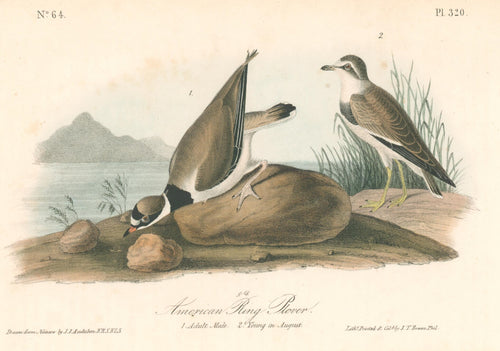 American Ring Rover- By John James Audubon