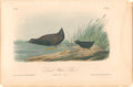 Least Water-Rail- By John James Audubon