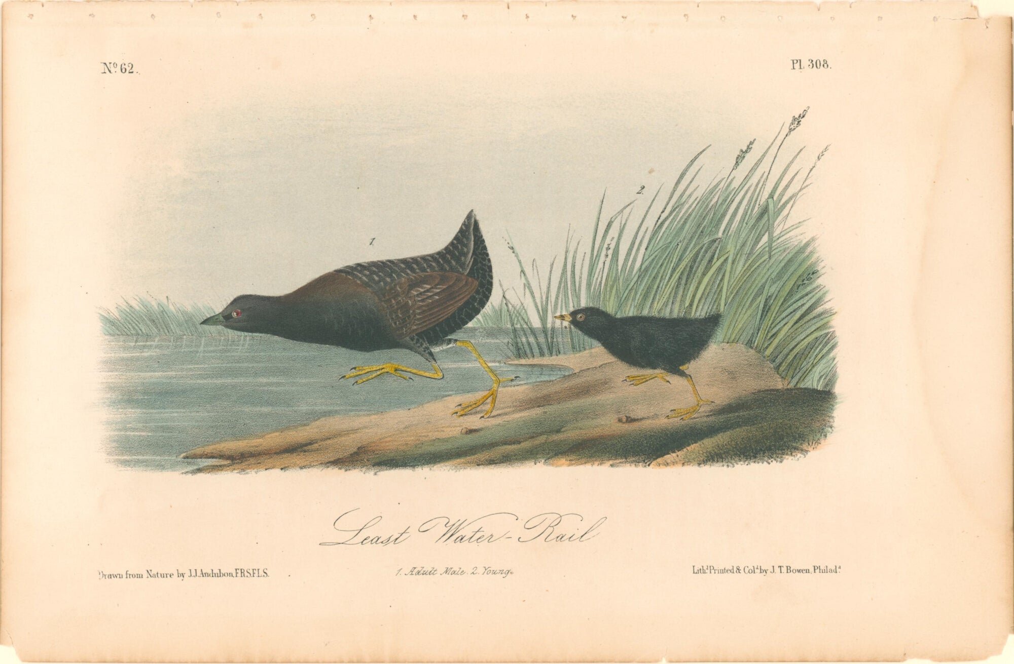 Least Water-Rail- By John James Audubon