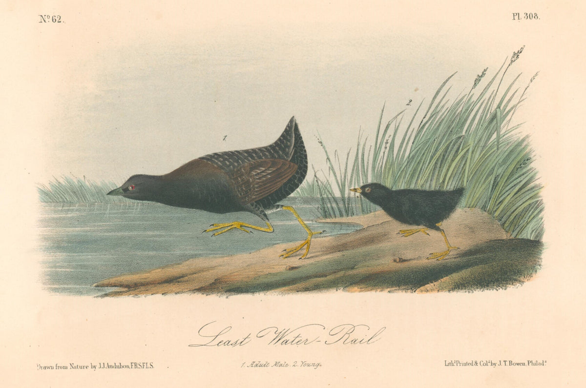 Least Water-Rail- By John James Audubon