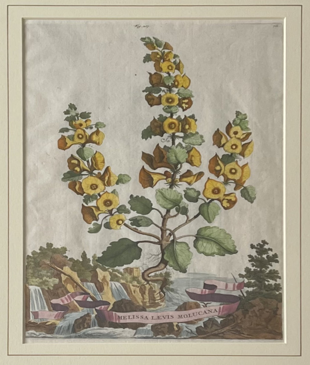 Melissa Laevis Molucana- By Abraham Munting