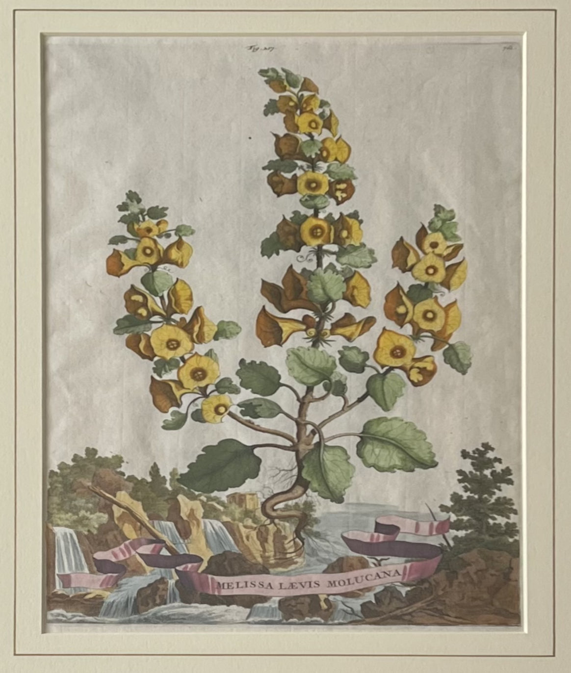 Melissa Laevis Molucana- By Abraham Munting
