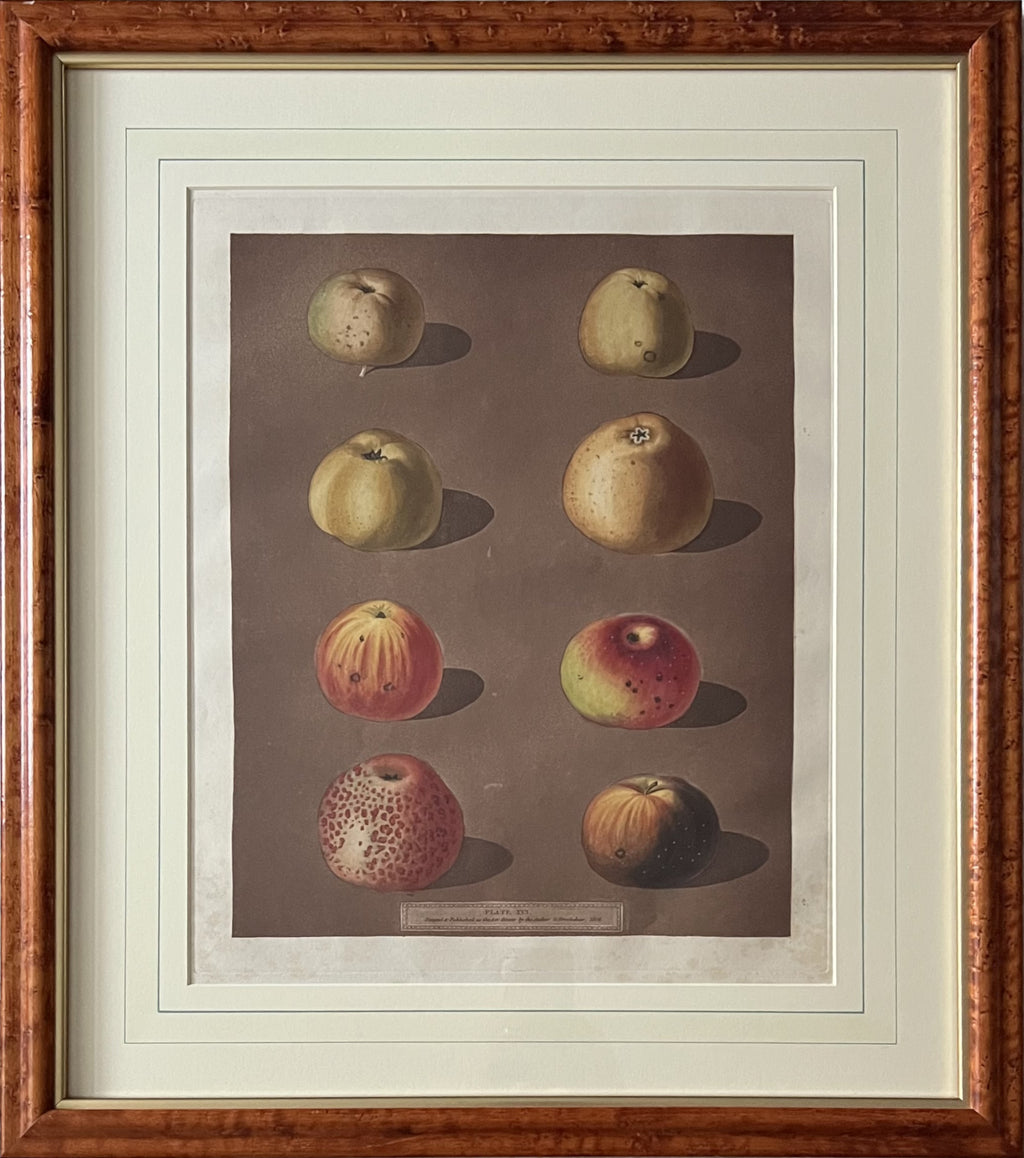 Plate XCI (91)- By George Brookshaw