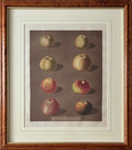 Plate XCI (91)- By George Brookshaw