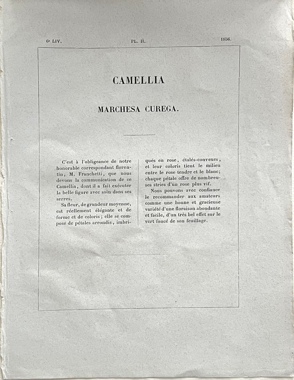 Plate 309- Camellia Maichesa Caiega