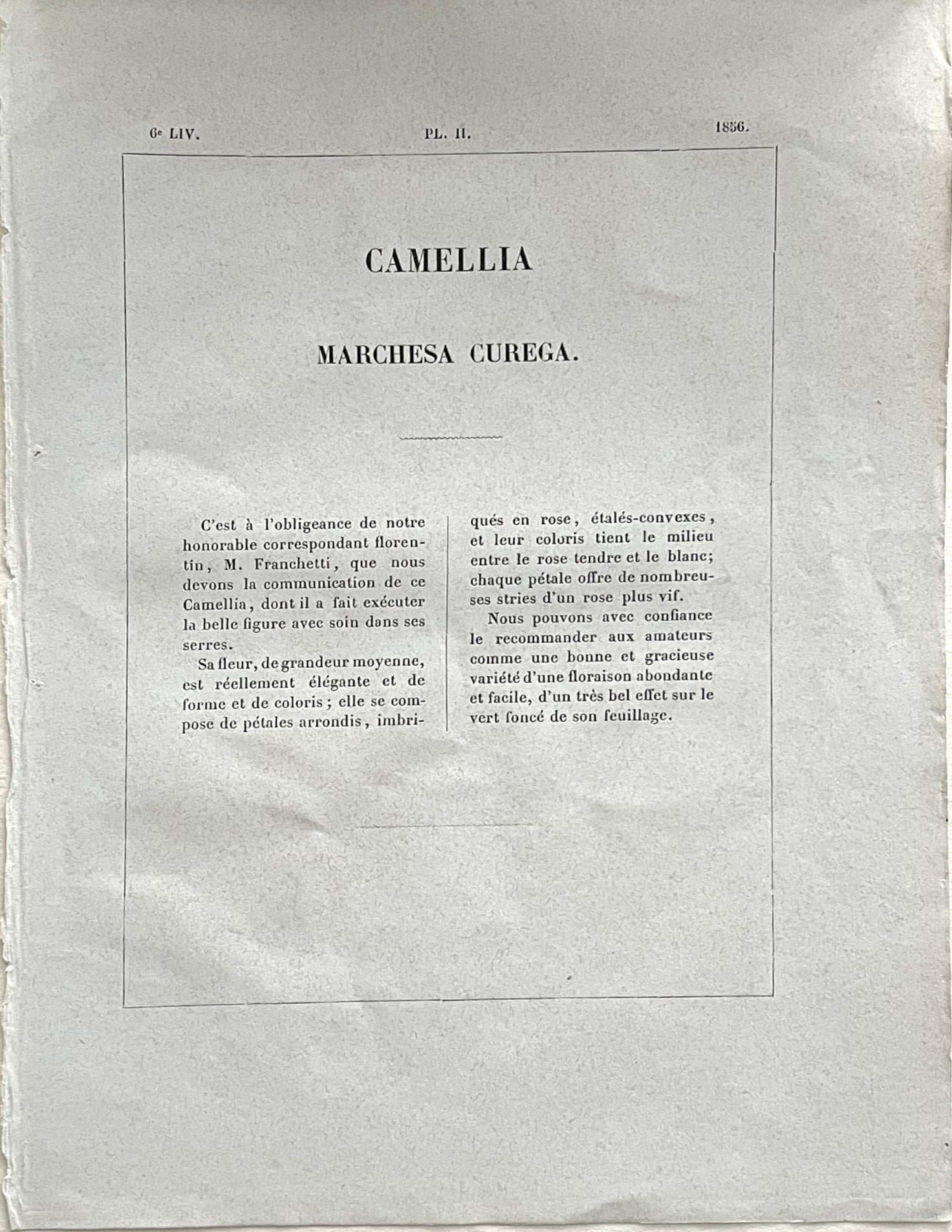 Plate 309- Camellia Maichesa Caiega