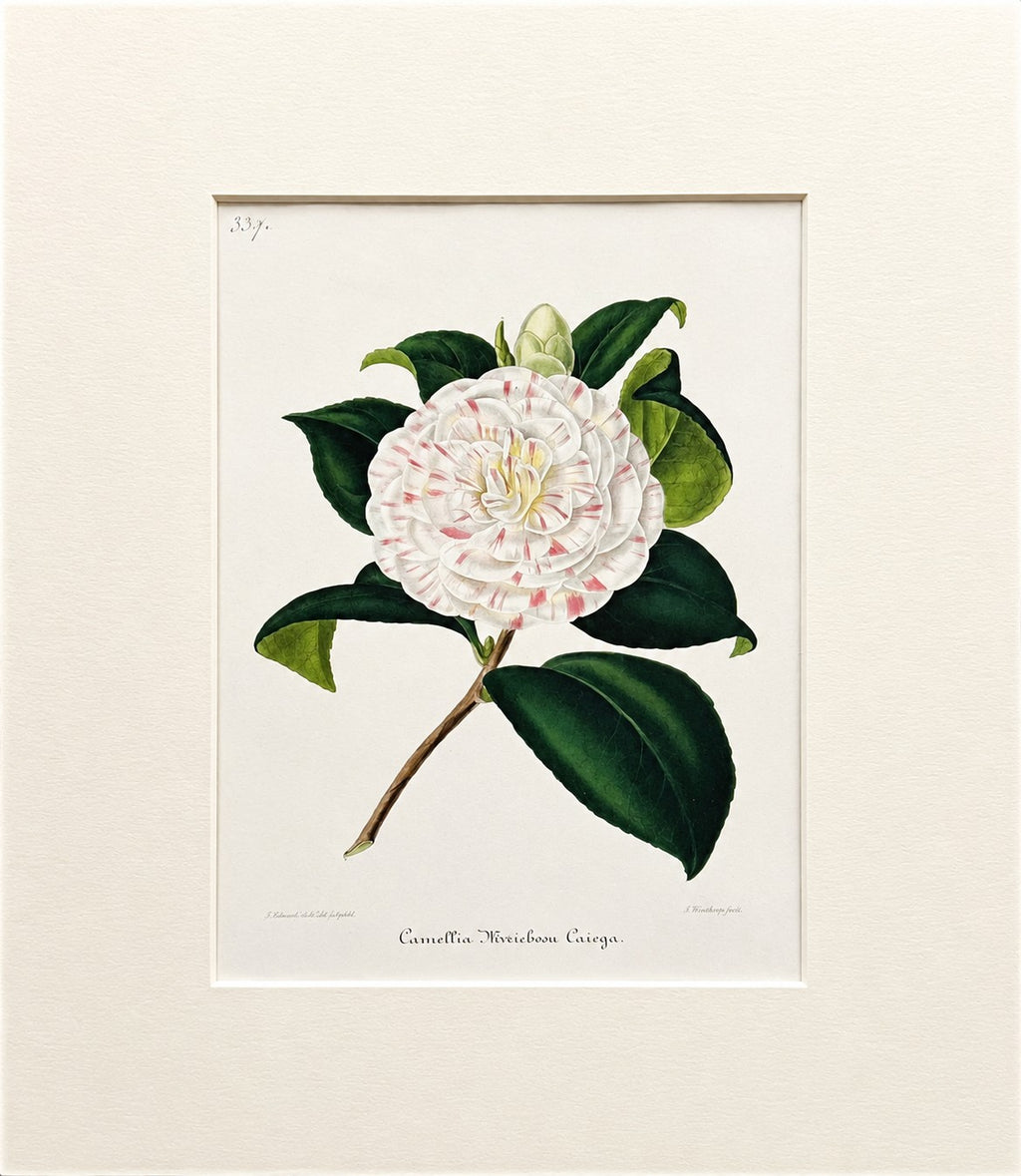 Plate 309- Camellia Maichesa Caiega