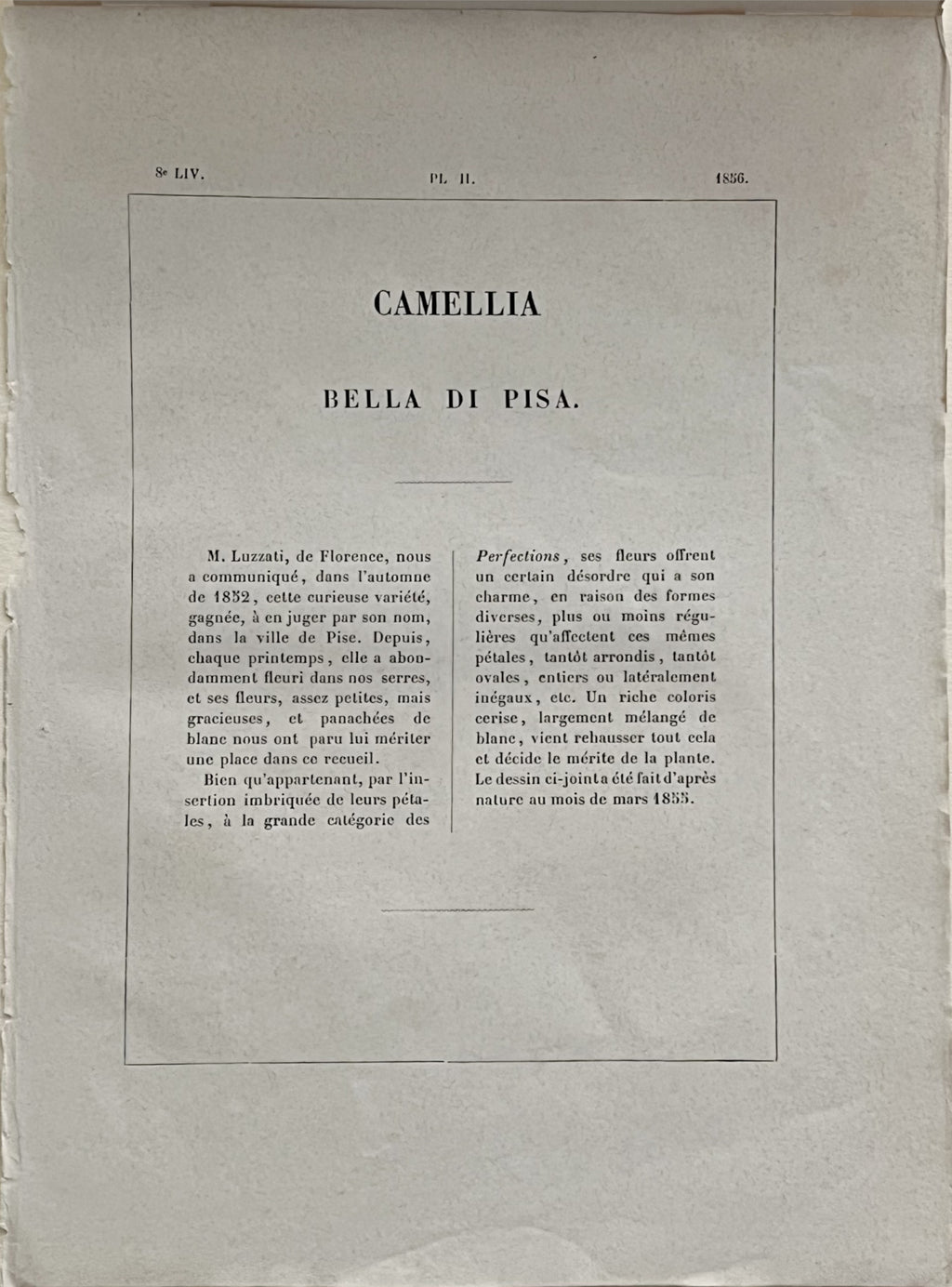 Plate 317- Camellia Bella di Pisas