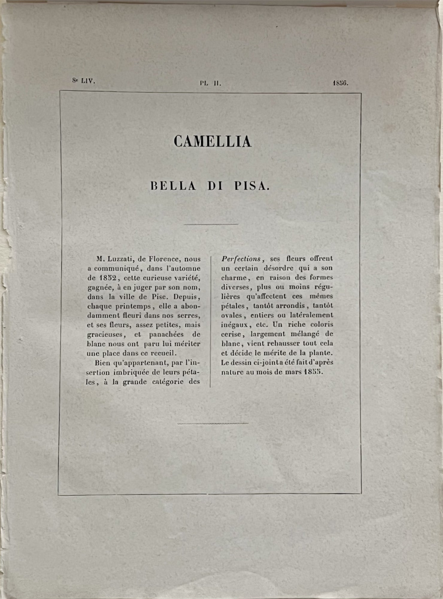 Plate 317- Camellia Bella di Pisas