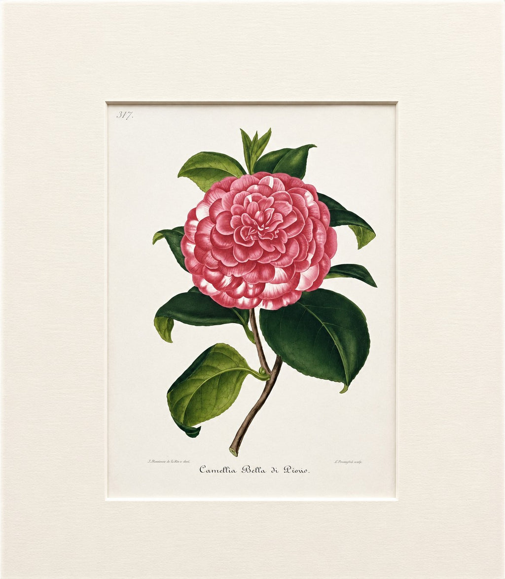 Plate 317- Camellia Bella di Pisas