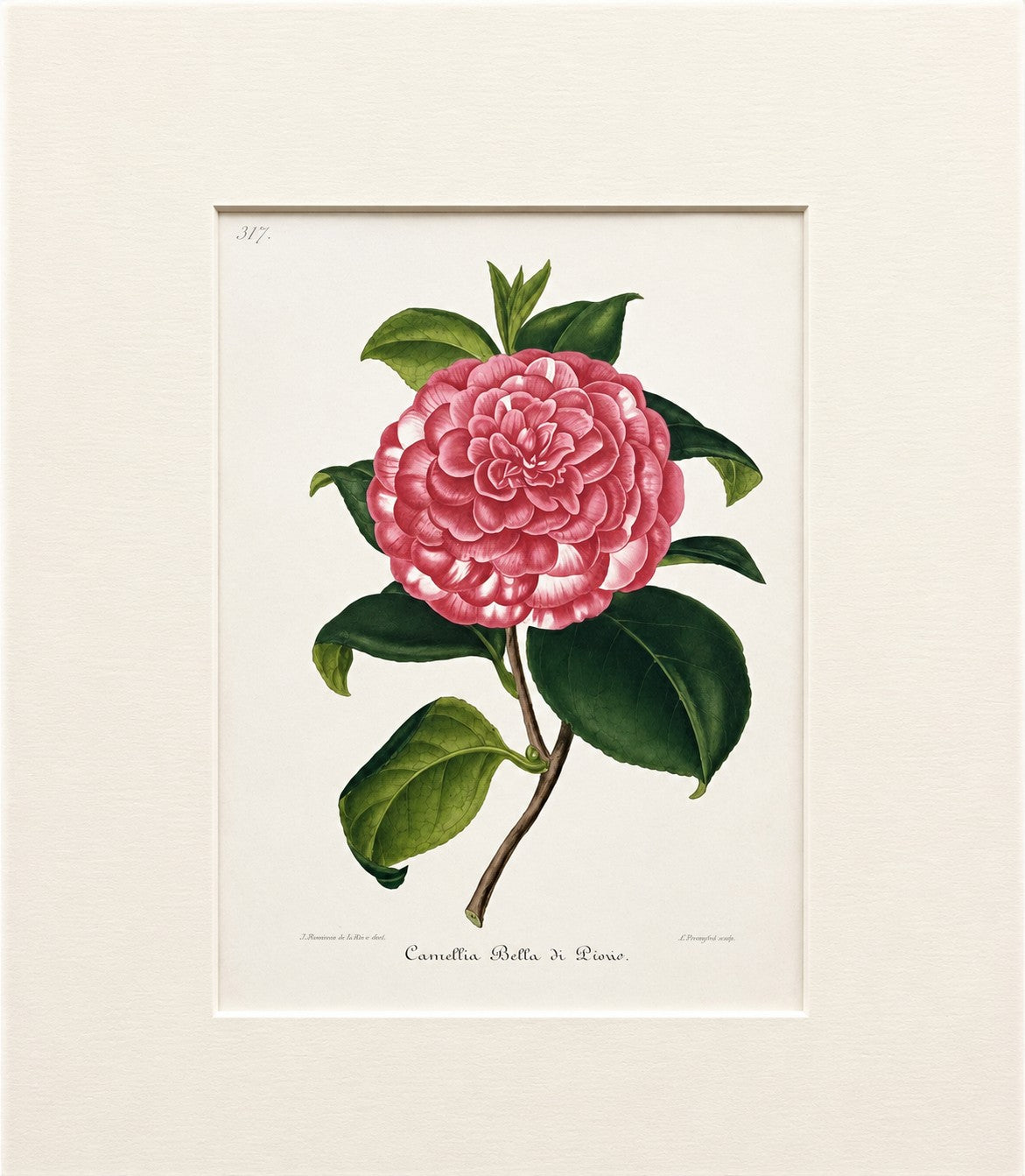 Plate 317- Camellia Bella di Pisas