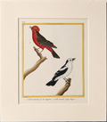 Pl. 675 (Little Pied Flycatcher 2. Red Crested Flycatcher)