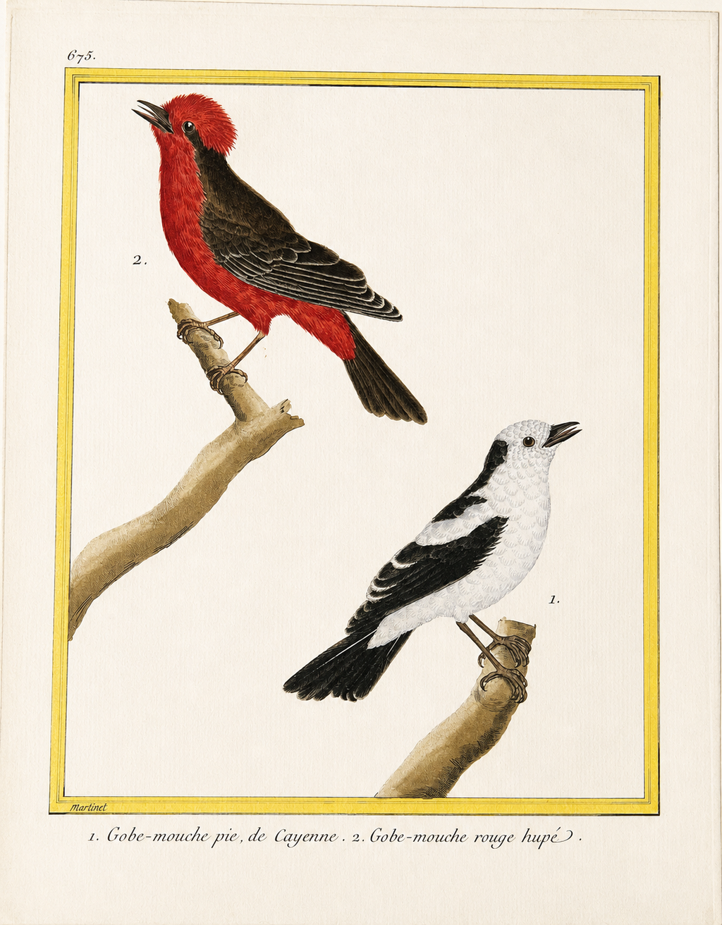 Pl. 675 (Little Pied Flycatcher 2. Red Crested Flycatcher)
