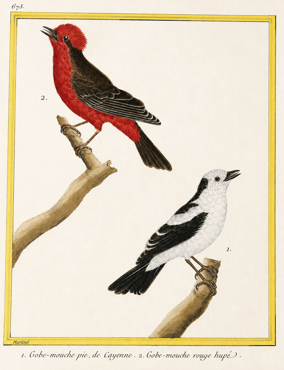 Pl. 675 (Little Pied Flycatcher 2. Red Crested Flycatcher)