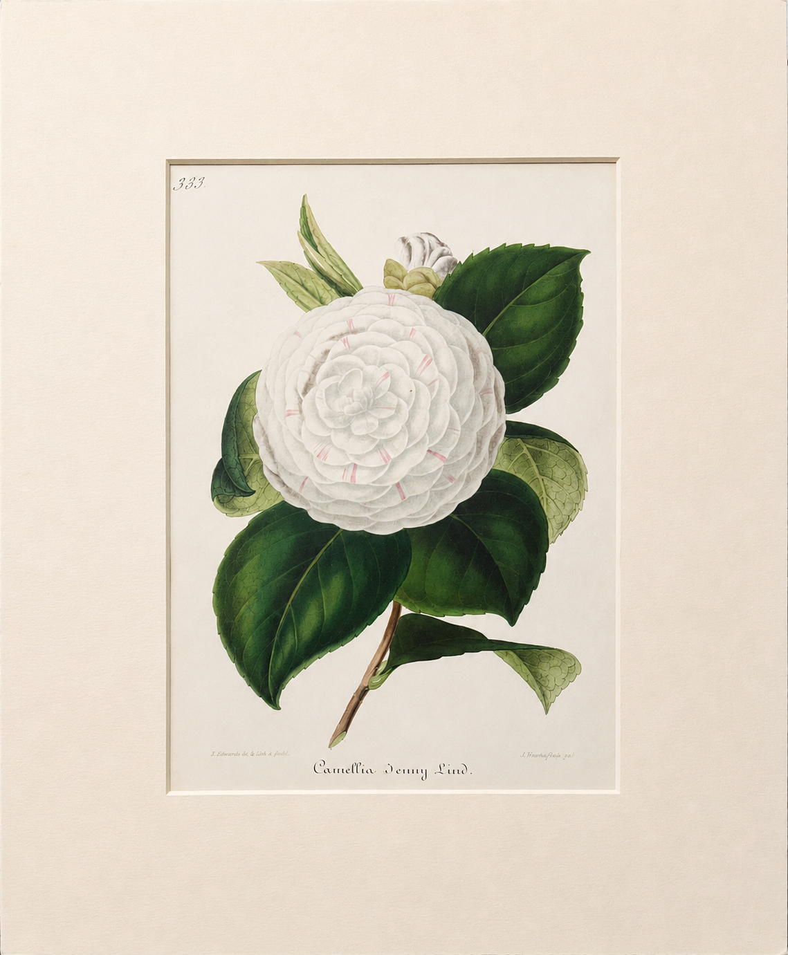 Plate 333- Camellia Jenny Lind