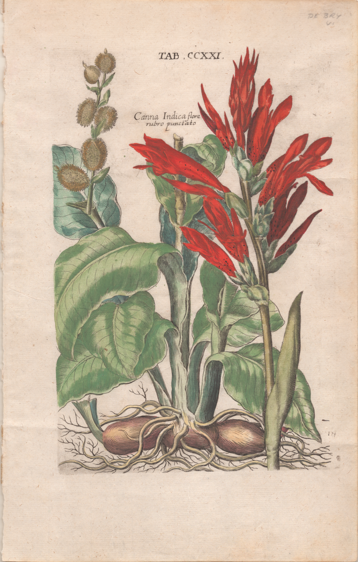 Plate 18 "Canna Indica"- By Theodor De Bry