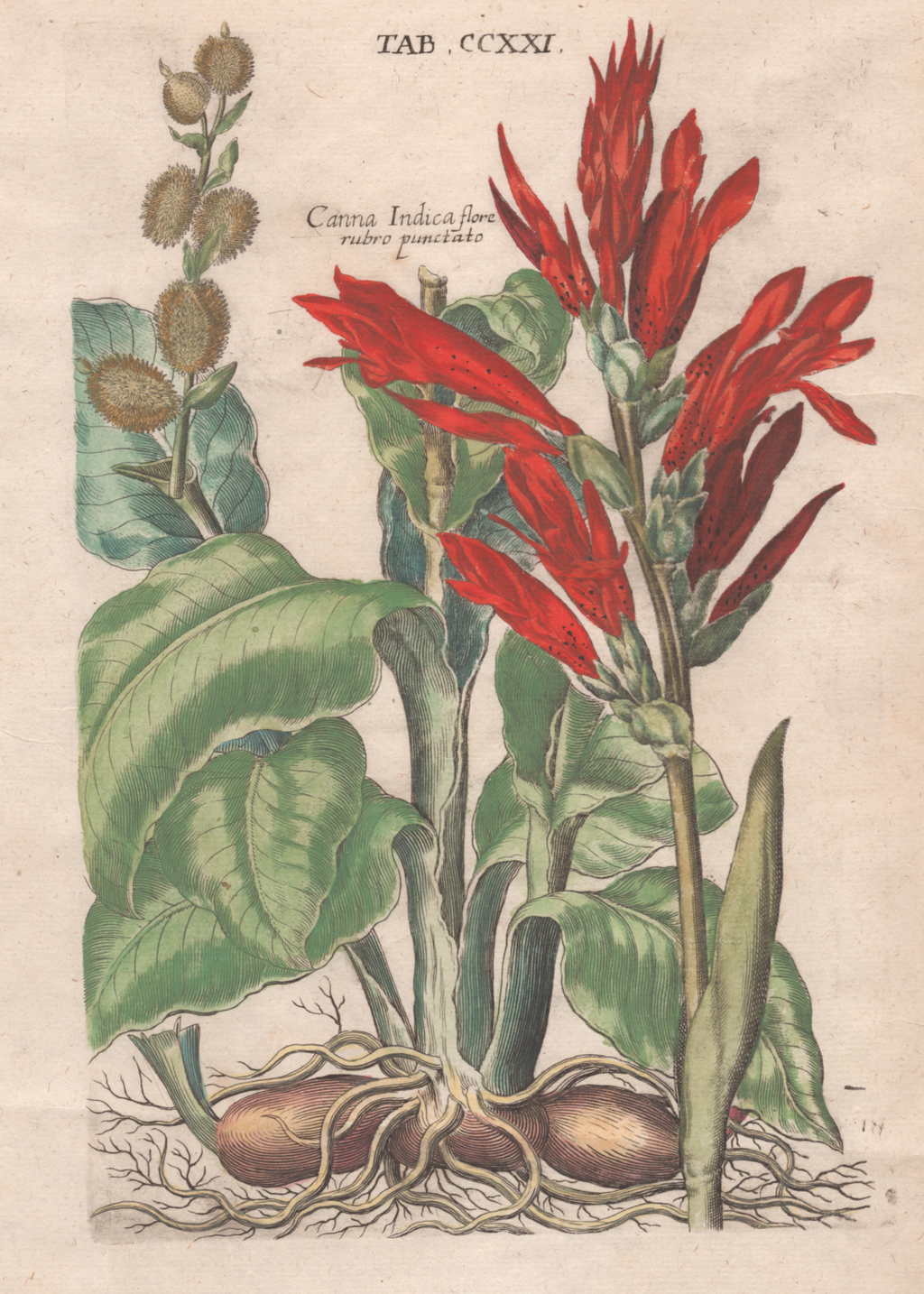 Plate 18 "Canna Indica"- By Theodor De Bry