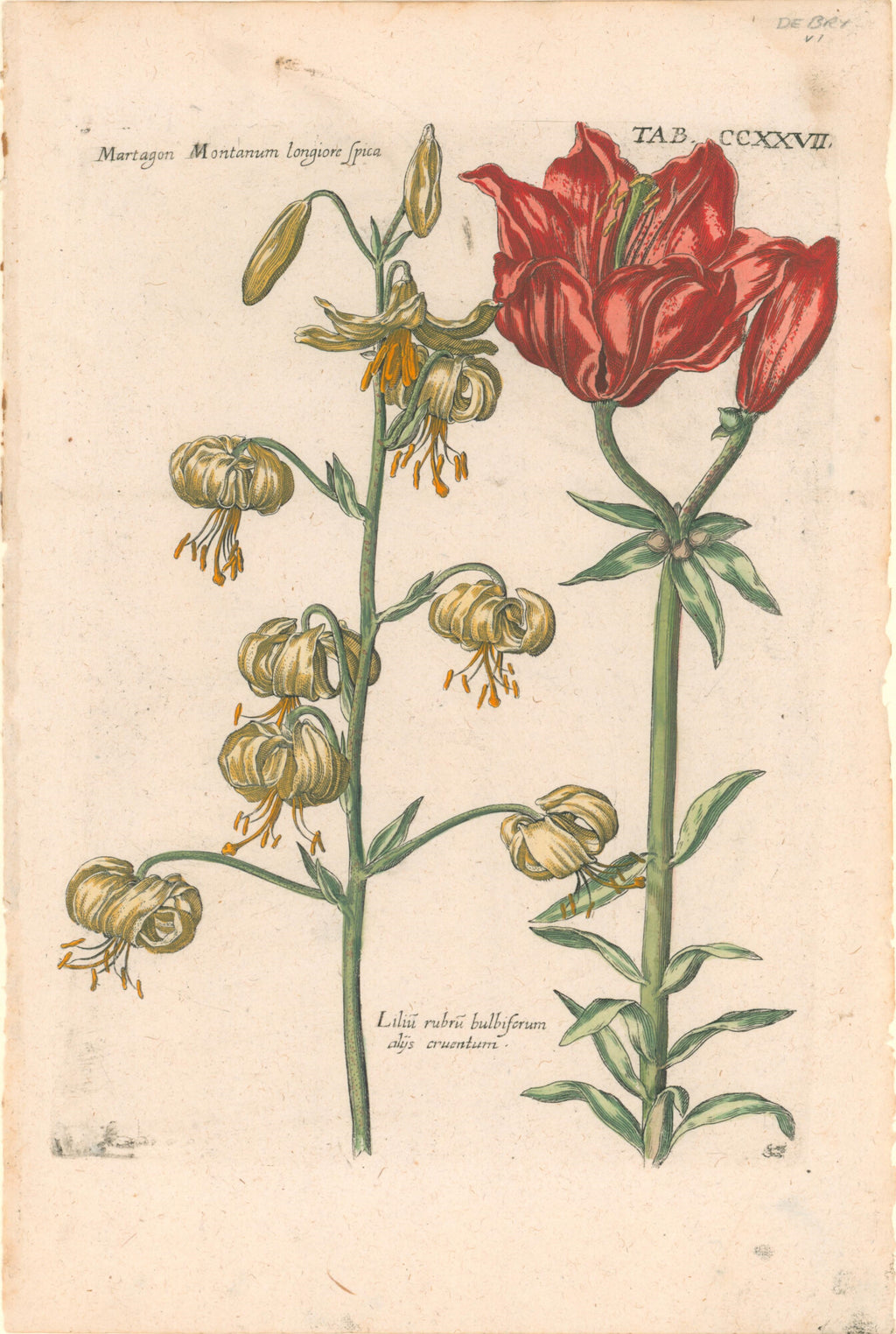 Plate 227- By Theodor De Bry