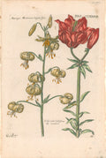 Plate 227- By Theodor De Bry