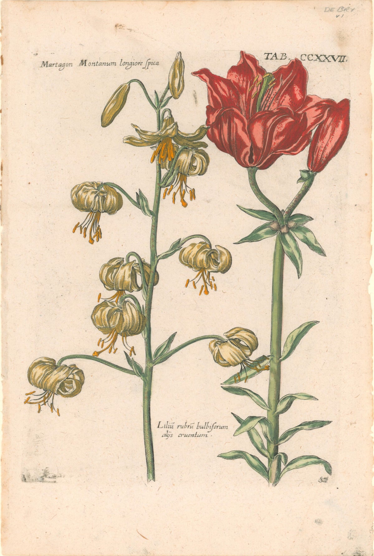 Plate 227- By Theodor De Bry