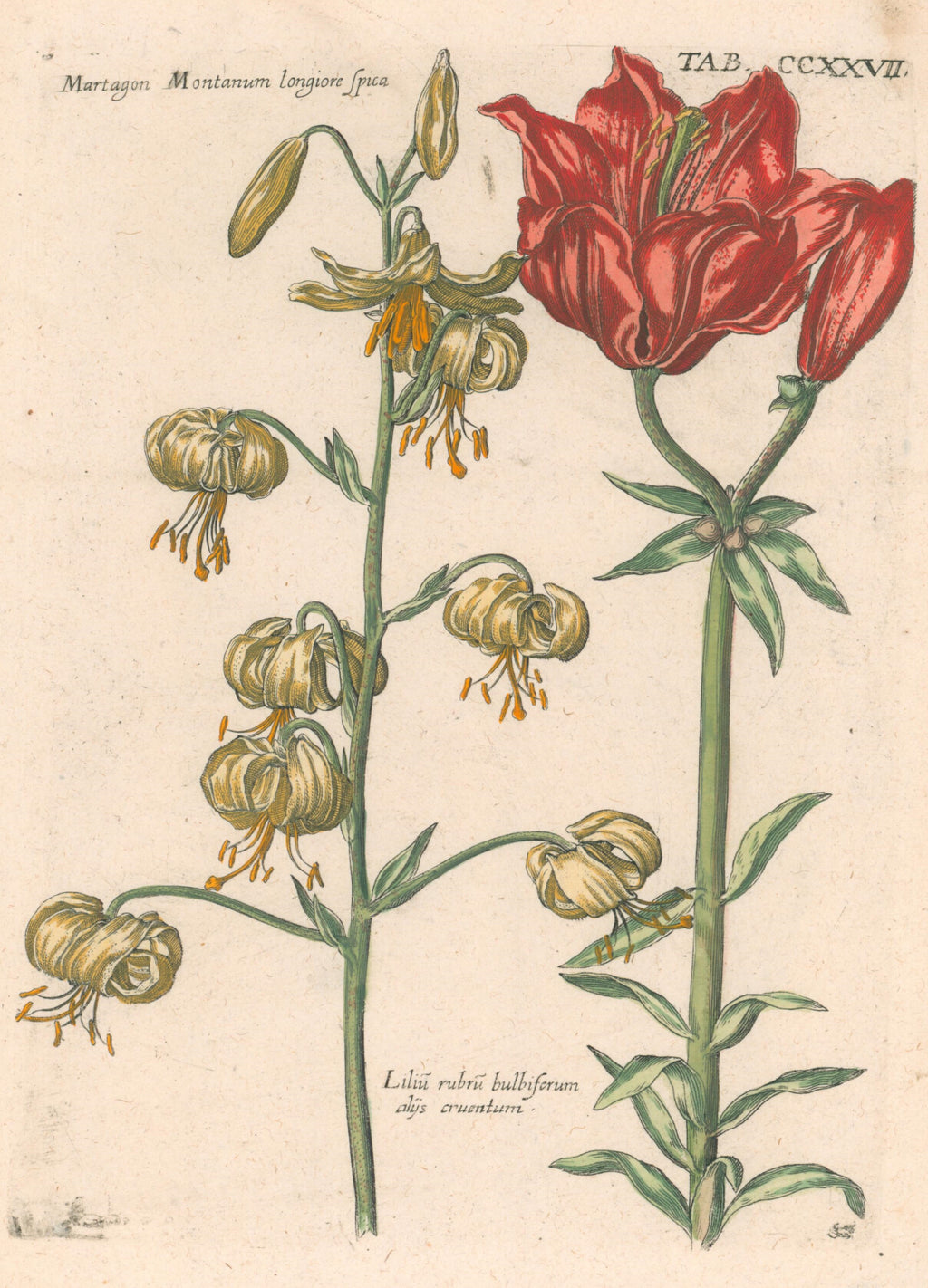 Plate 227- By Theodor De Bry