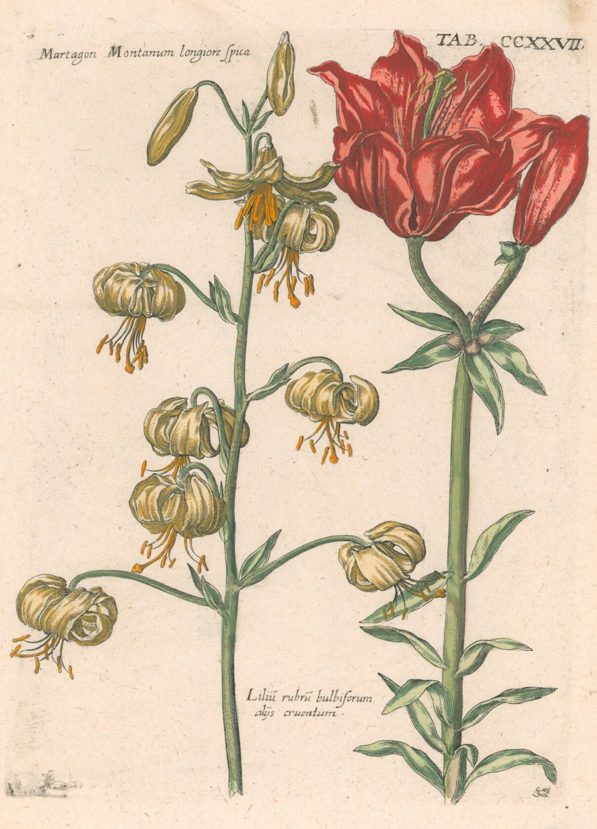 Plate 227- By Theodor De Bry