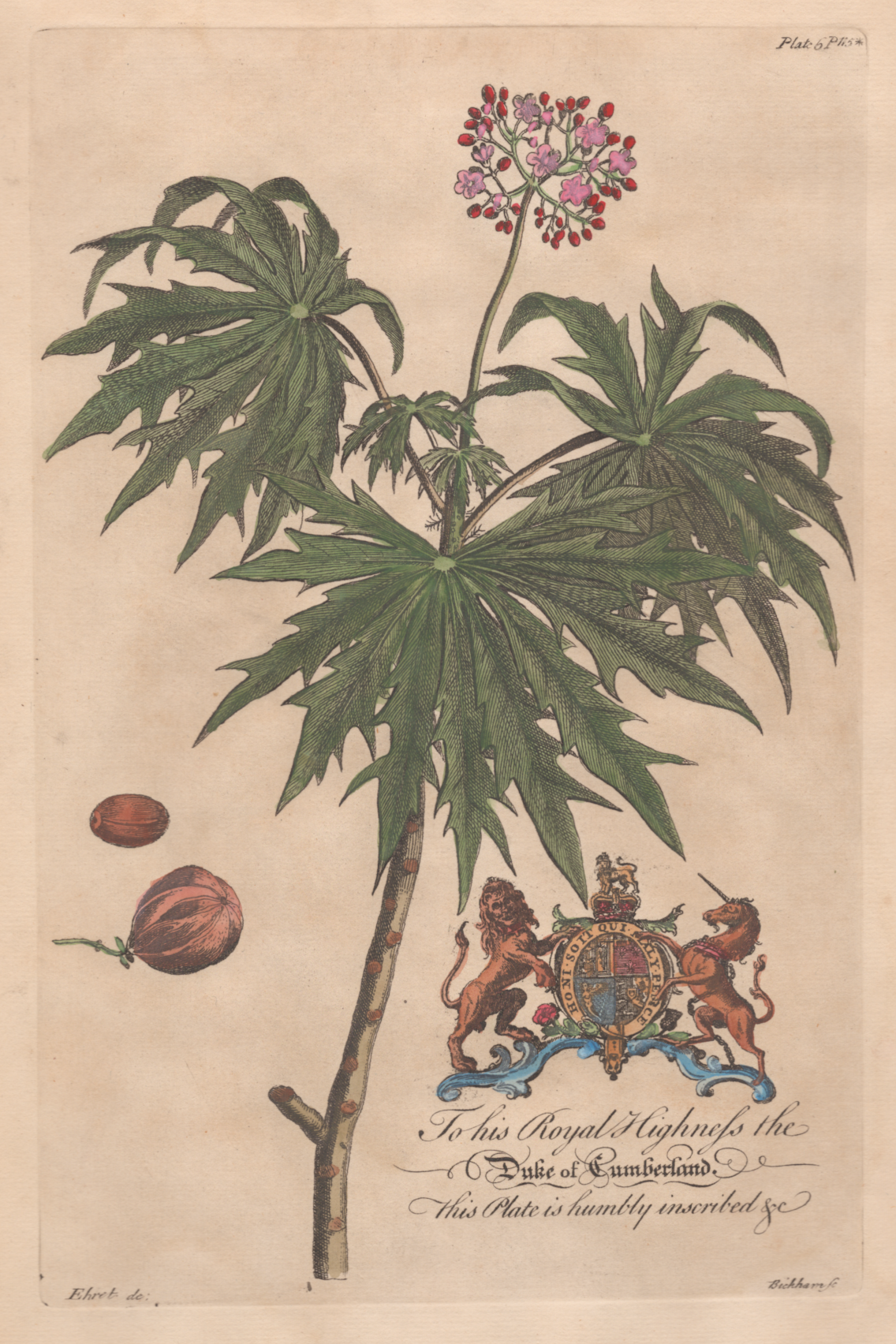 Pl. 6 - By Georg Dionysius Ehret