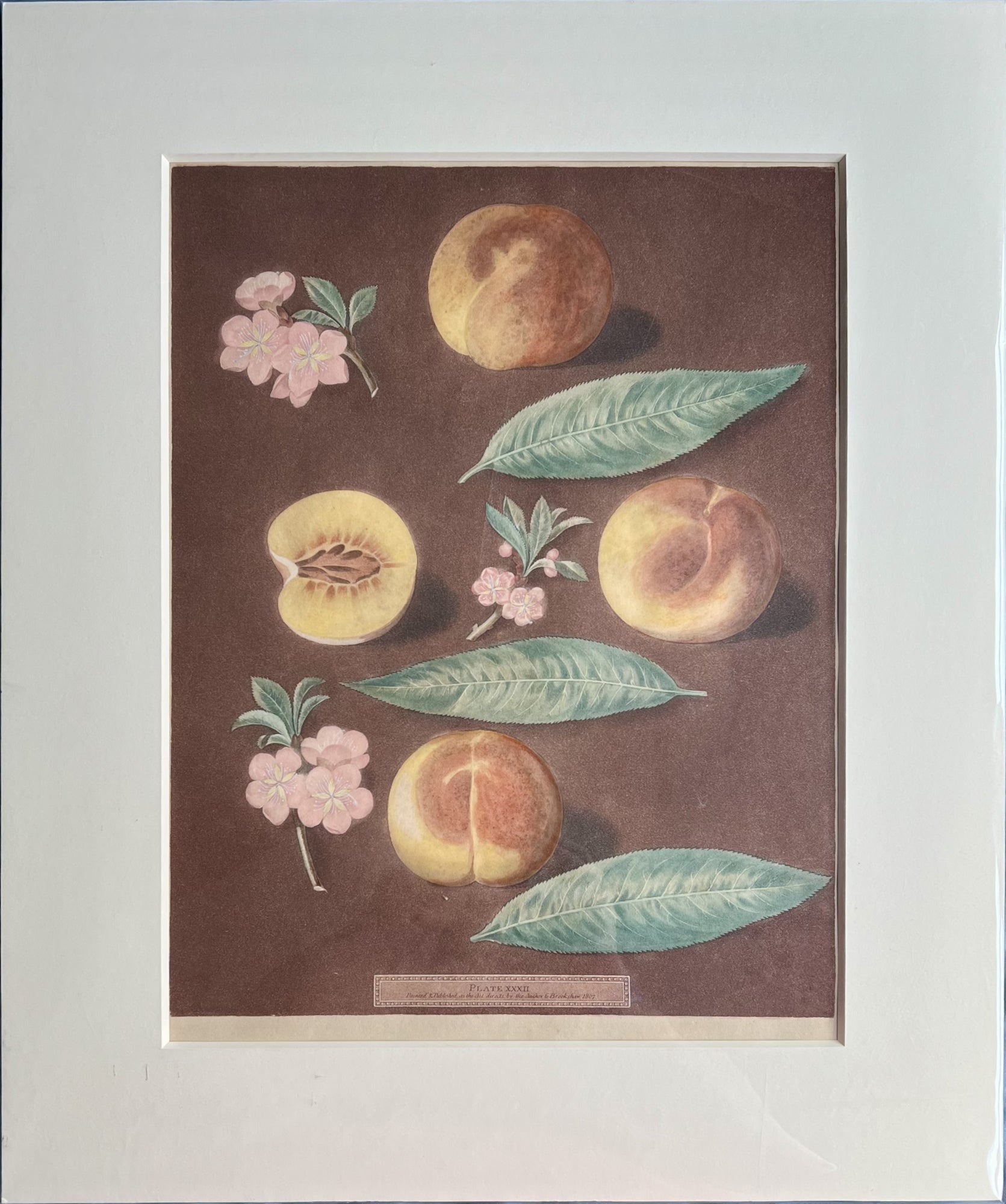 Plate XXXII (32)- By George Brookshaw
