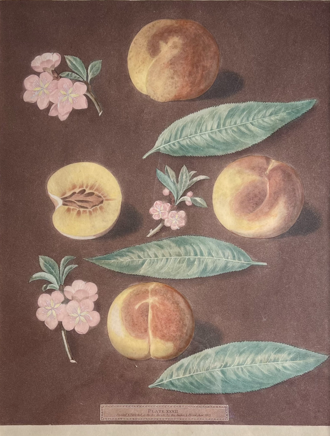 Plate XXXII (32)- By George Brookshaw