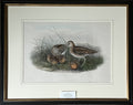 [Common Snipe]- By John Gould