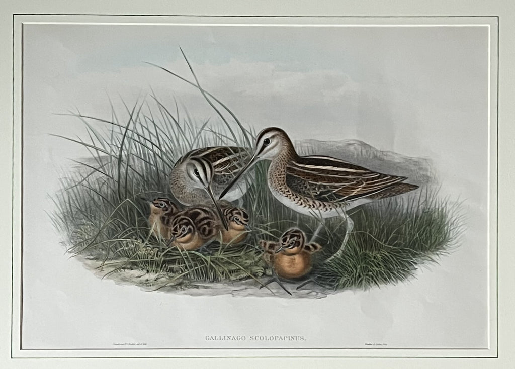 [Common Snipe]- By John Gould