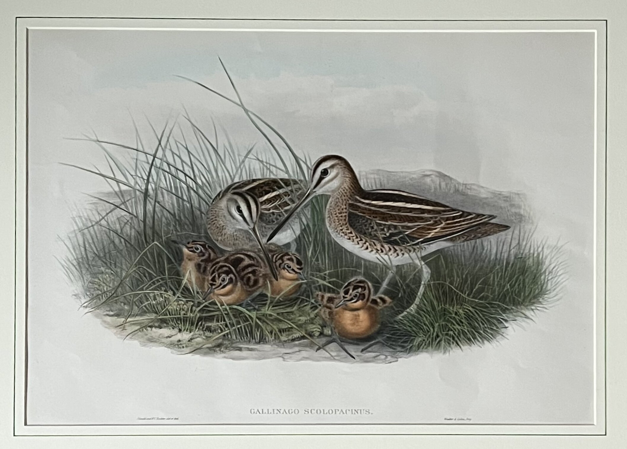 [Common Snipe]- By John Gould