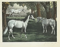 Green Pastures- By George Ford Morris