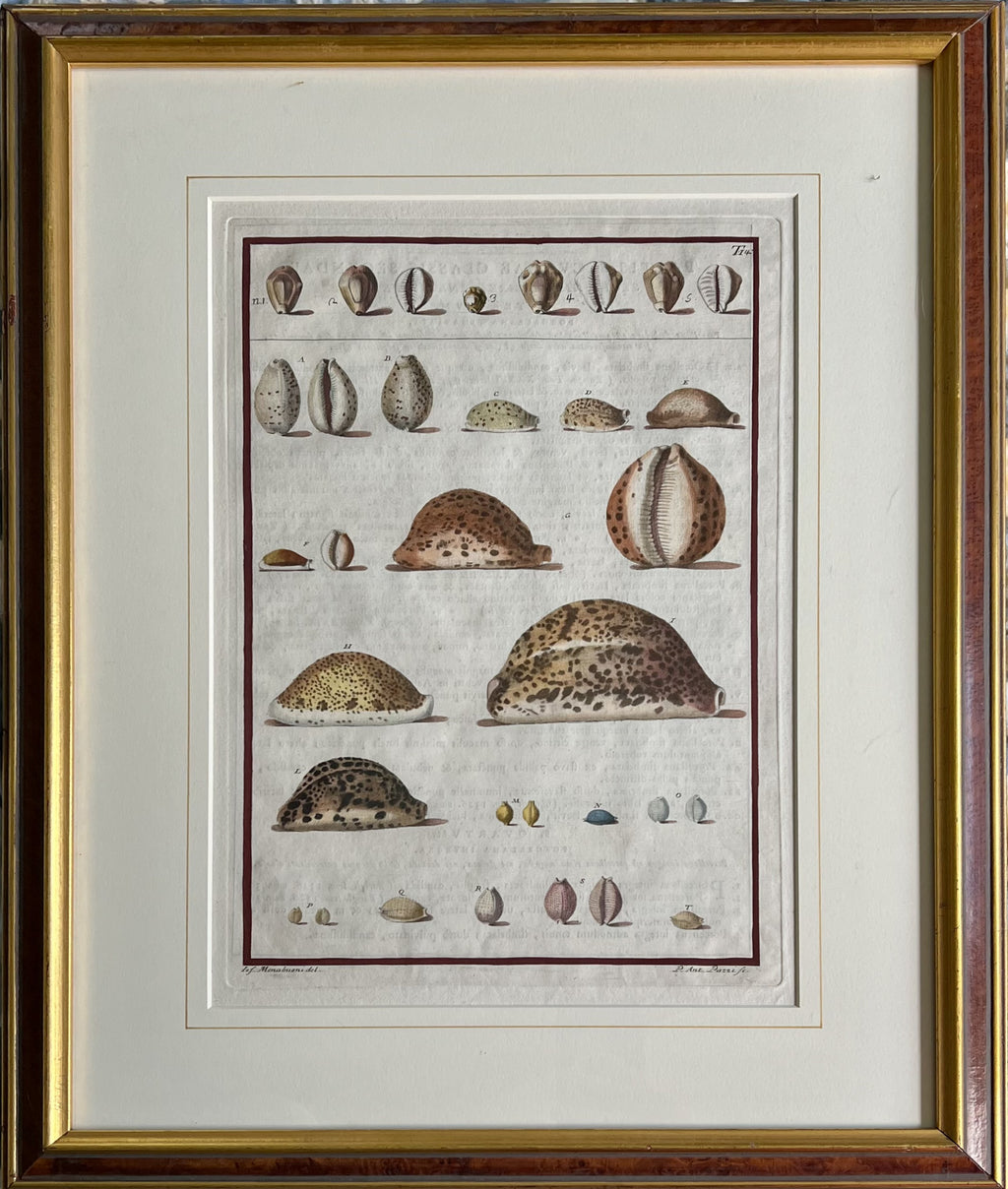 Plate 14- By Niccolo Gualtieri
