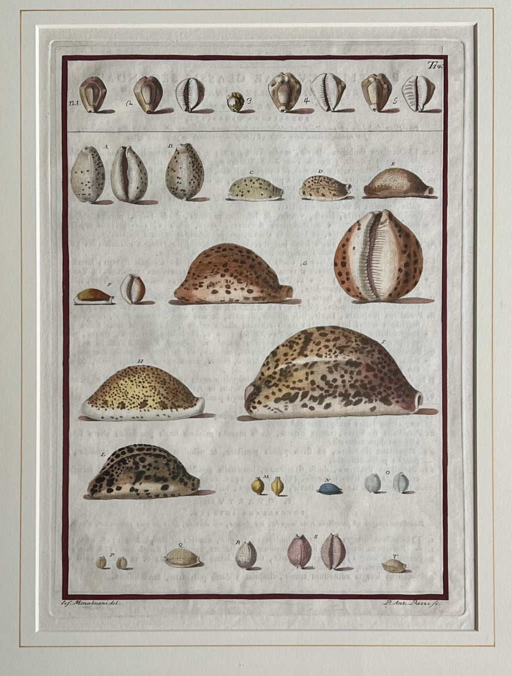 Plate 14- By Niccolo Gualtieri