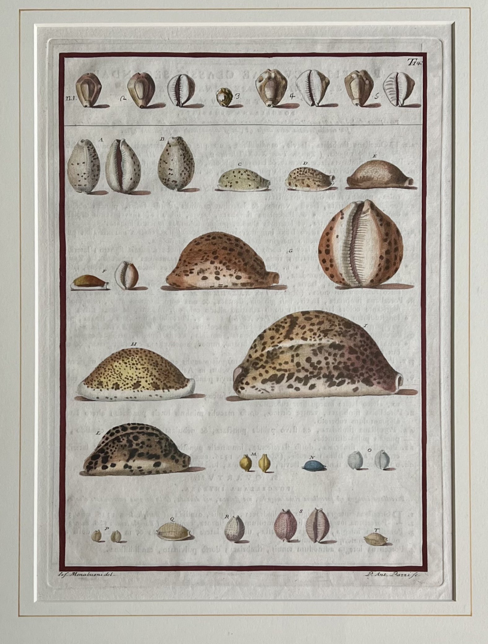 Plate 14- By Niccolo Gualtieri