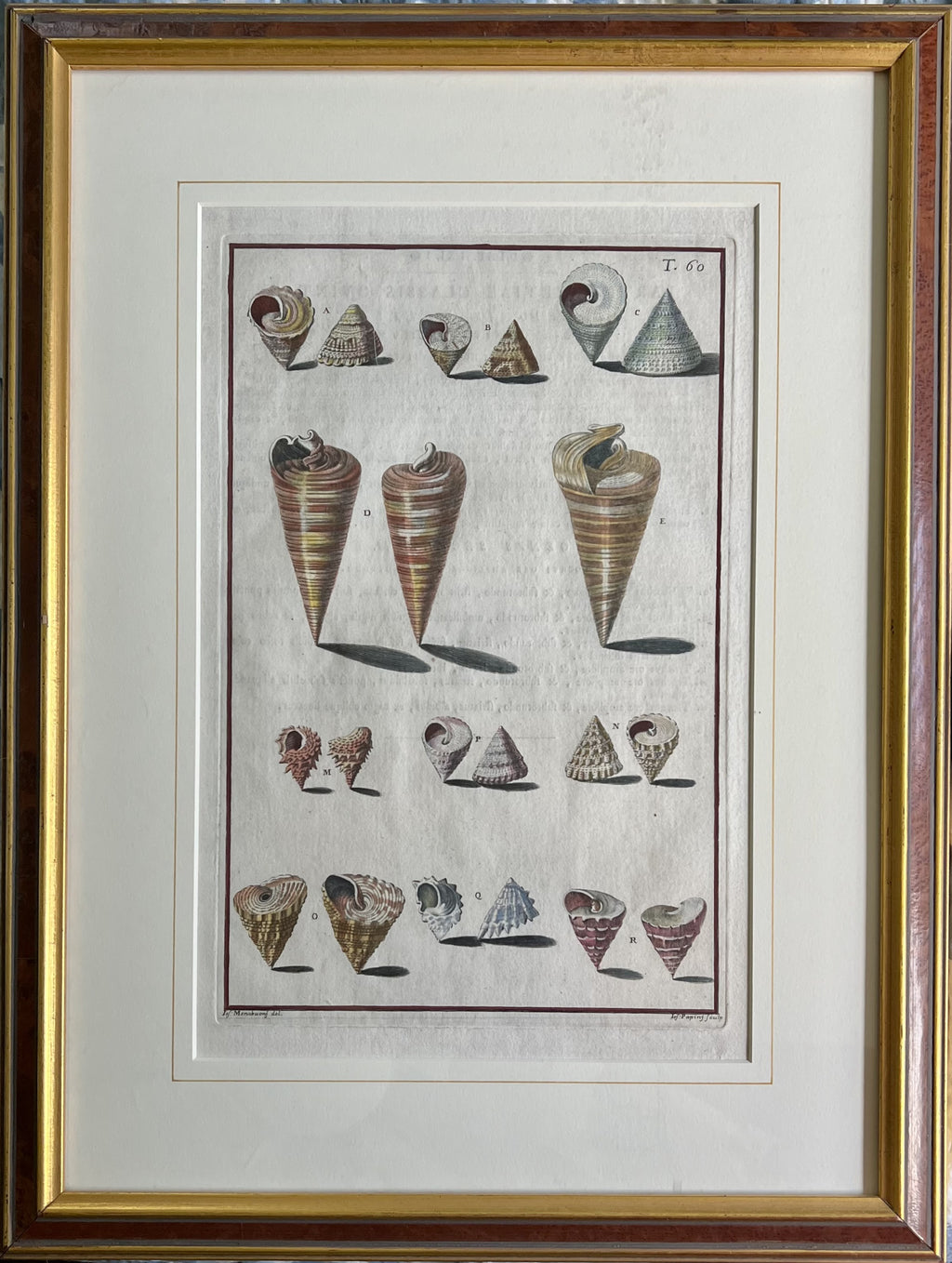 Plate 60- By Niccolo Gualtieri
