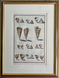 Plate 60- By Niccolo Gualtieri