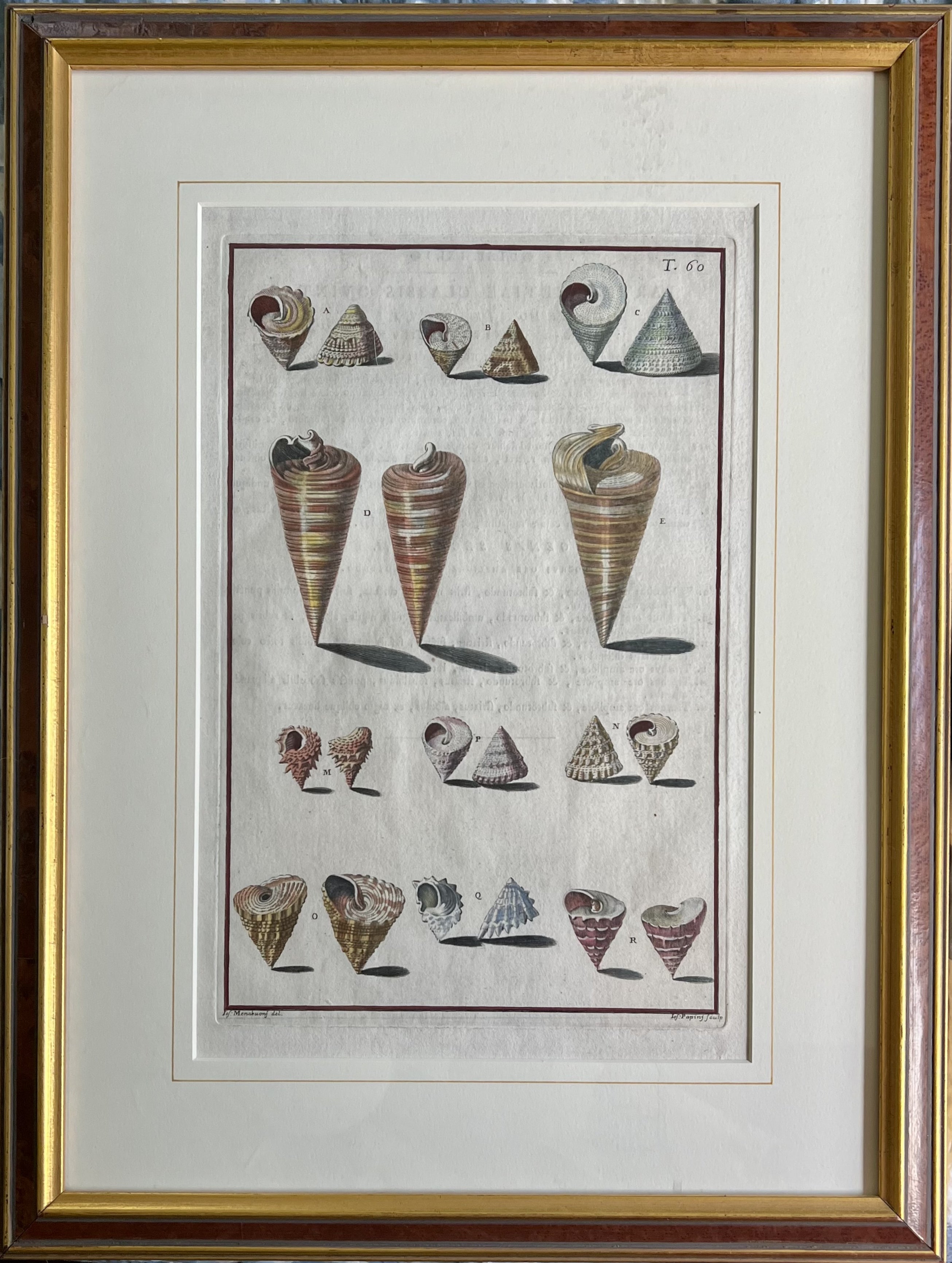 Plate 60- By Niccolo Gualtieri