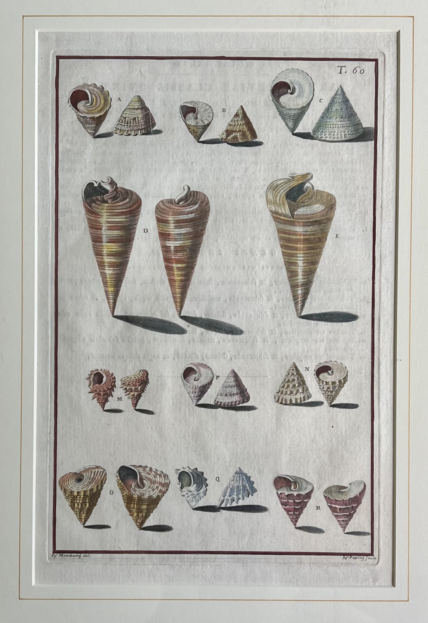 Plate 60- By Niccolo Gualtieri