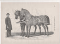 [Harnessed Horses]