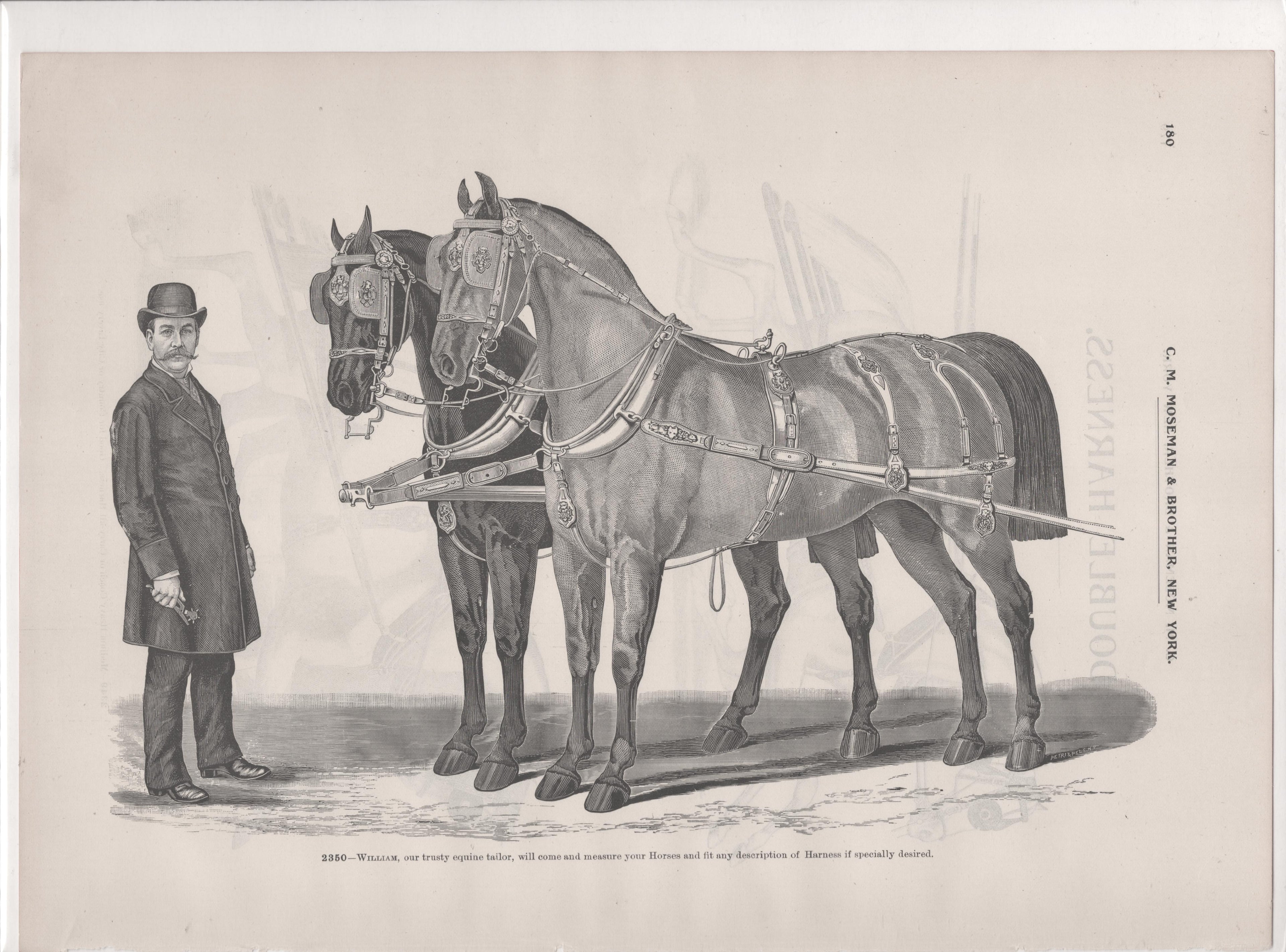 [Harnessed Horses]