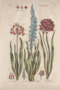 Pl. 27 "Star Hyacinth"- By John Hill