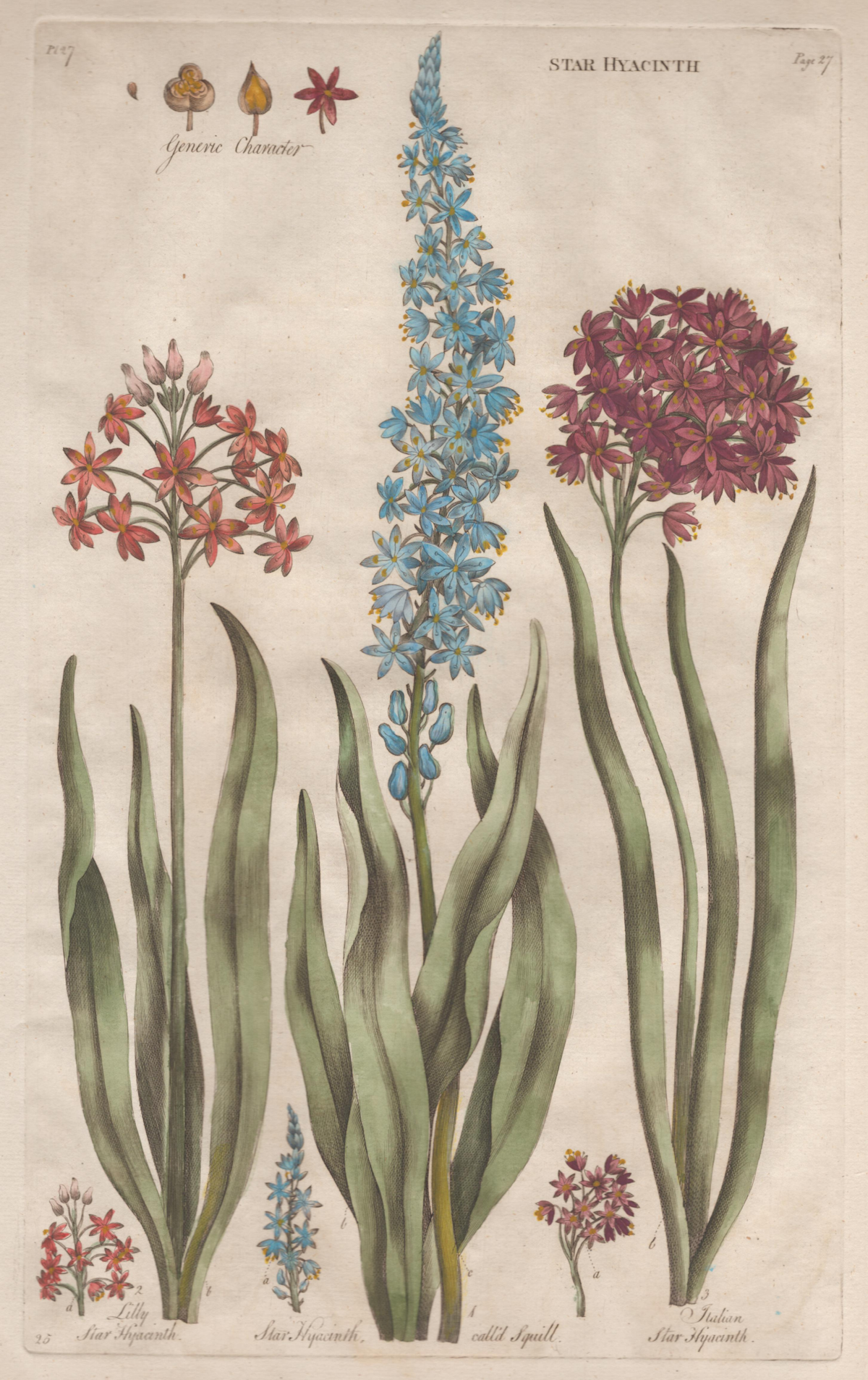 Pl. 27 "Star Hyacinth"- By John Hill