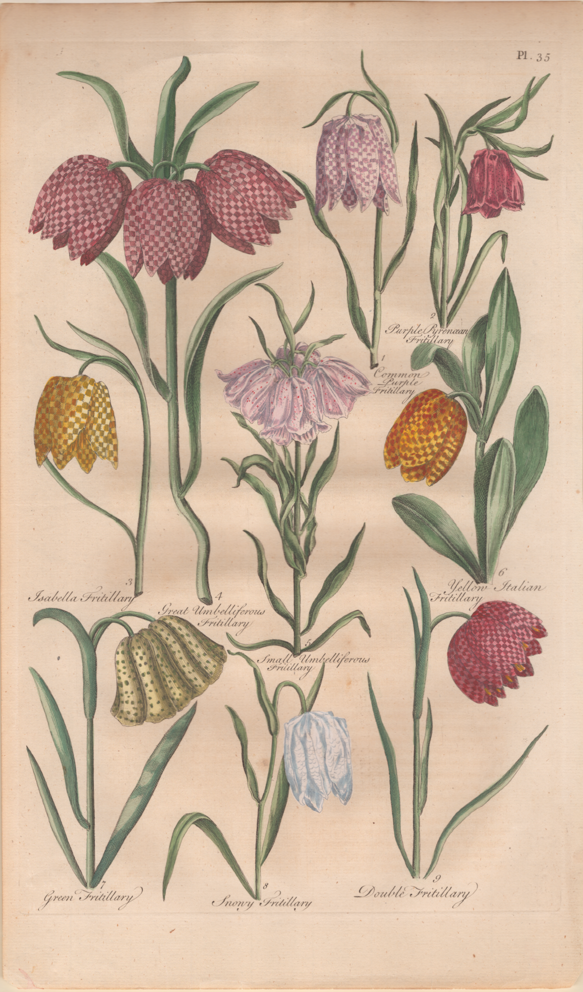 Pl. 35 "Fritillary"- By John Hill