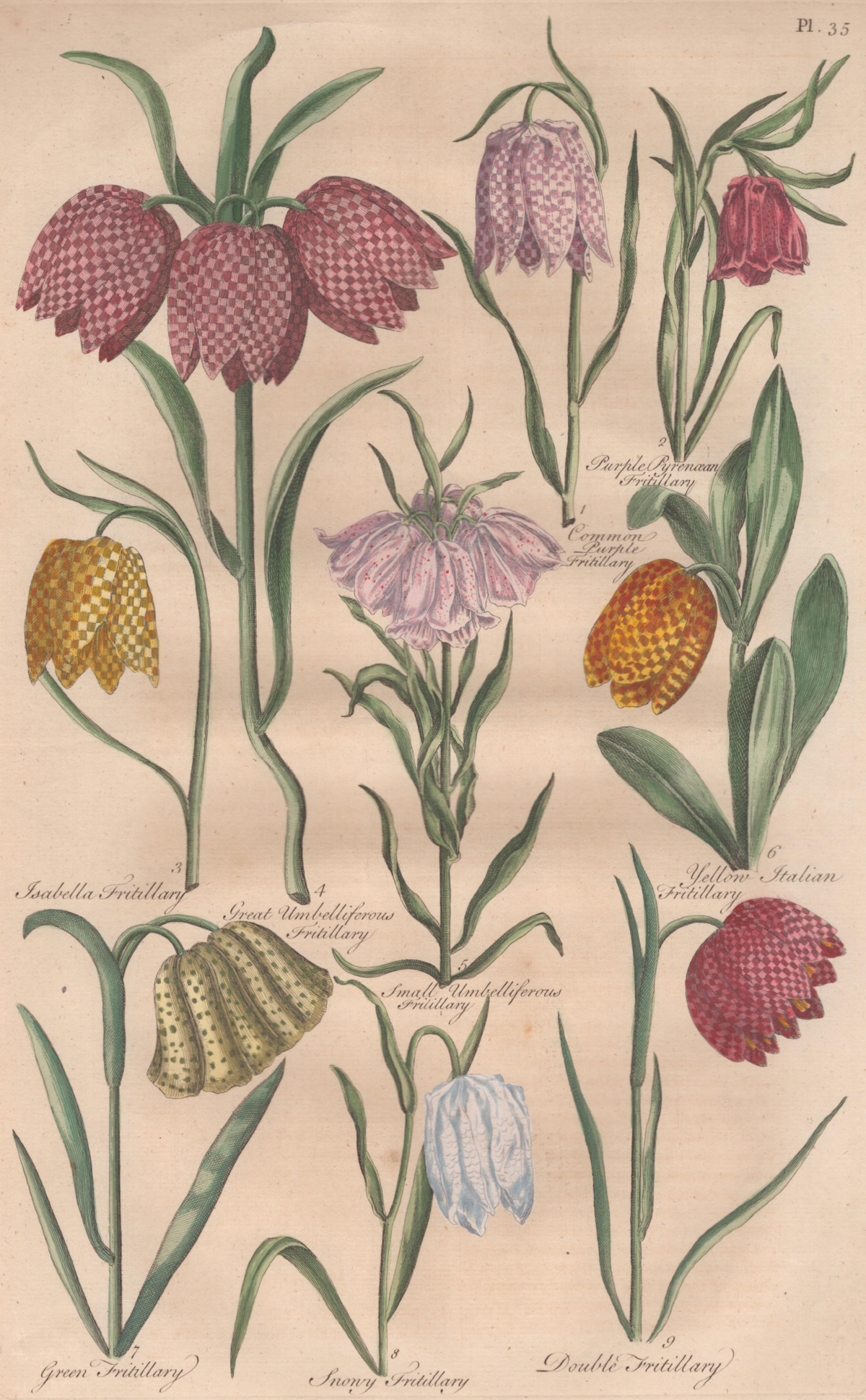 Pl. 35 "Fritillary"- By John Hill