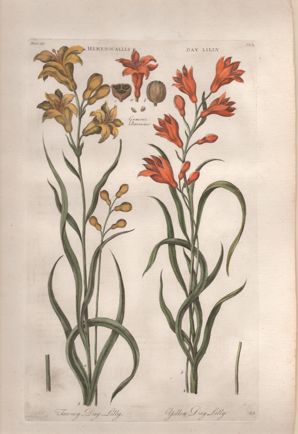 Pl. 58 "Tanney Day Lilly & Yellow Day Lilly"- By John Hill