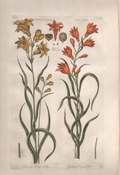 Pl. 58 "Tanney Day Lilly & Yellow Day Lilly"- By John Hill